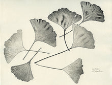 Load image into Gallery viewer, 7141158