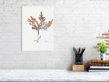 Load image into Gallery viewer, 7544580-2385999