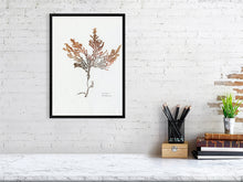 Load image into Gallery viewer, 7544580-2386000