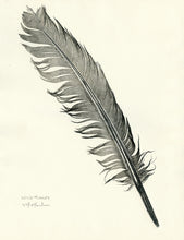 Load image into Gallery viewer, Wild Turkey Feather