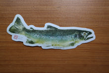 Load image into Gallery viewer, Brown Trout Decal