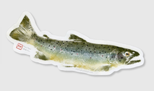 Load image into Gallery viewer, Brown Trout Decal