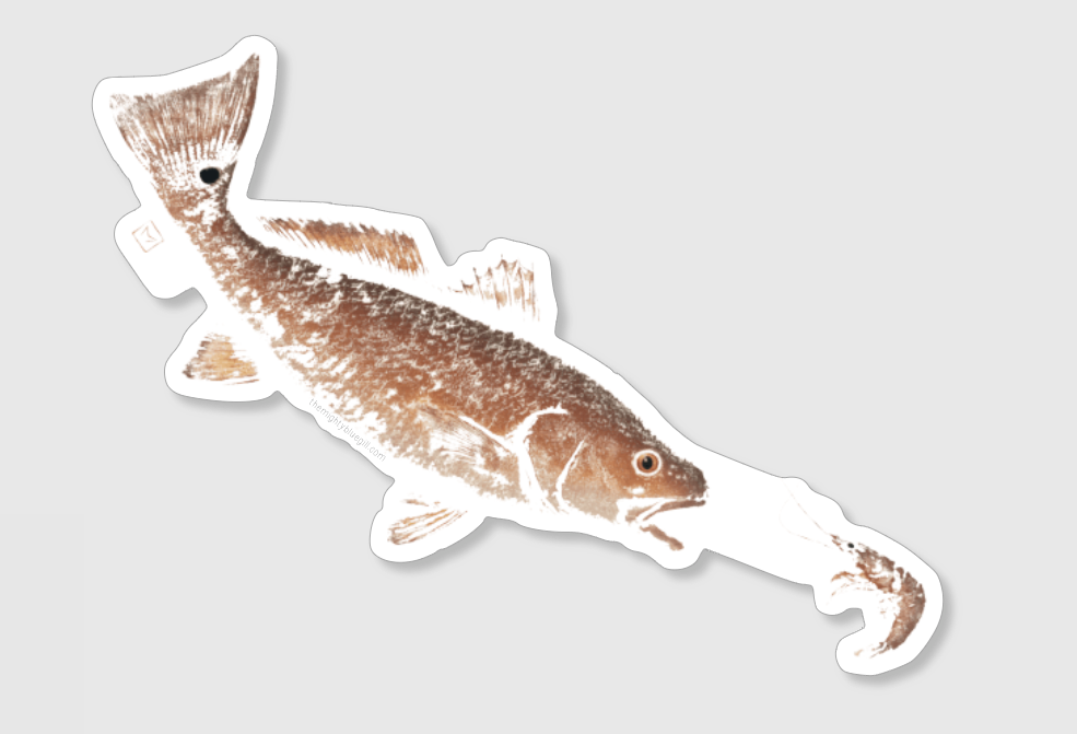 Redfish (Red Drum) and Shrimp Decal