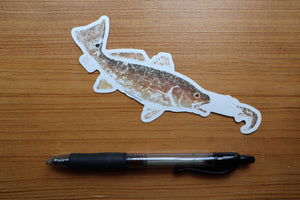 Redfish (Red Drum) and Shrimp Decal